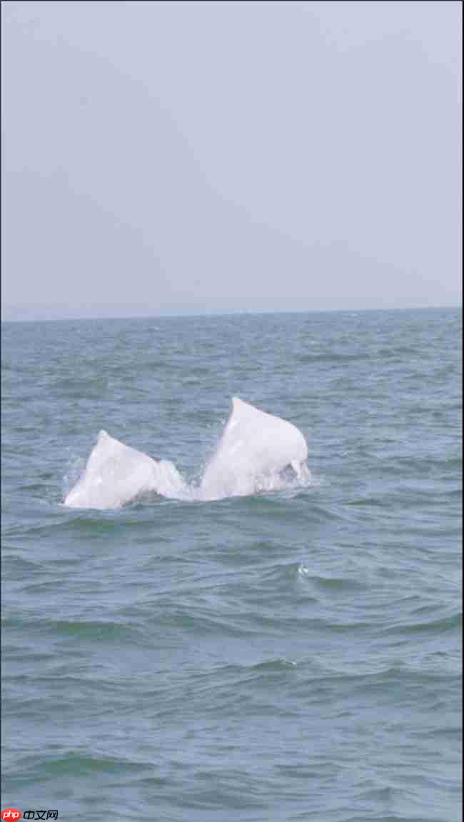从参与到守护:镜头定格粉红色海豚,从全民寻“豚”到全民护“豚”