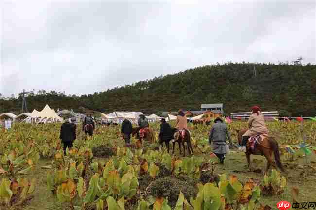 186.66万人次,18.37亿元!双节期间迪庆人气爆棚