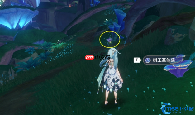 圣体菇保姆级采集路线:须弥全点位地毯式扫荡指南