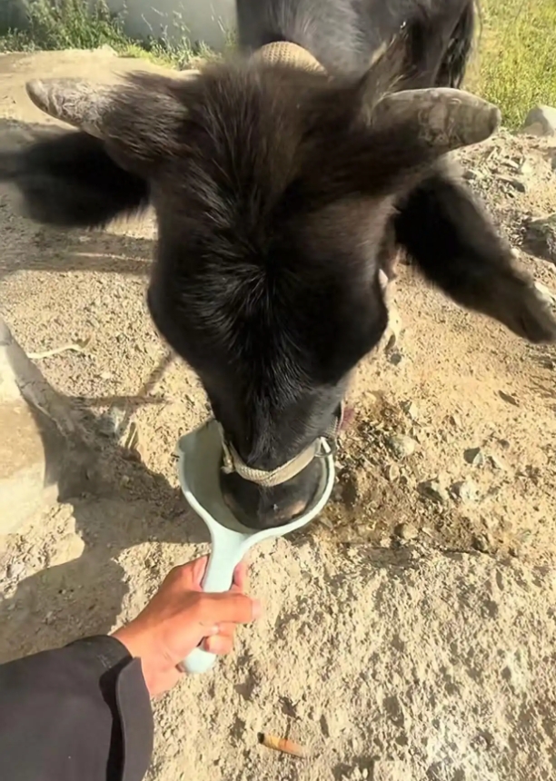 小伙在新疆“找矿”却因喂牛走红是怎么回事？详情介绍