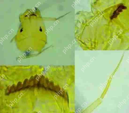 打开了生态盲盒！上海发现了神秘生物！中国从未记录